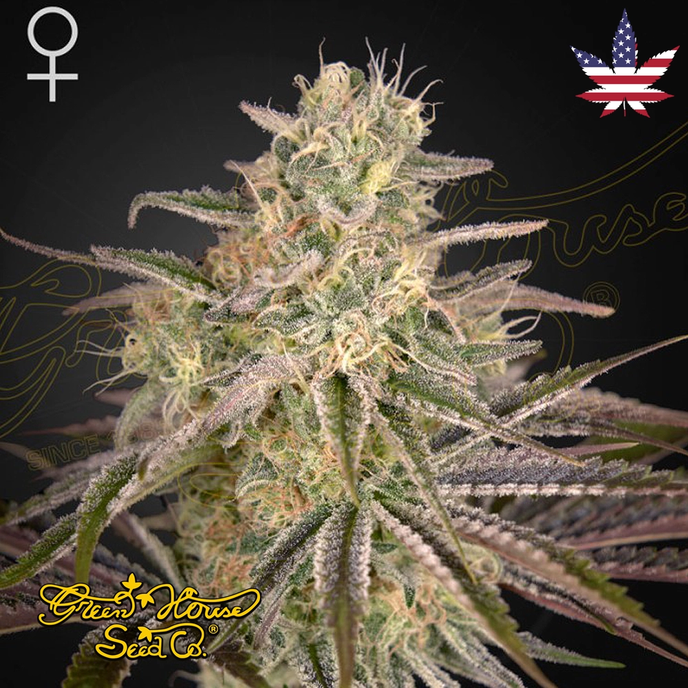Cloud Walker | Feminisierte Cannabissamen von Green House Seeds