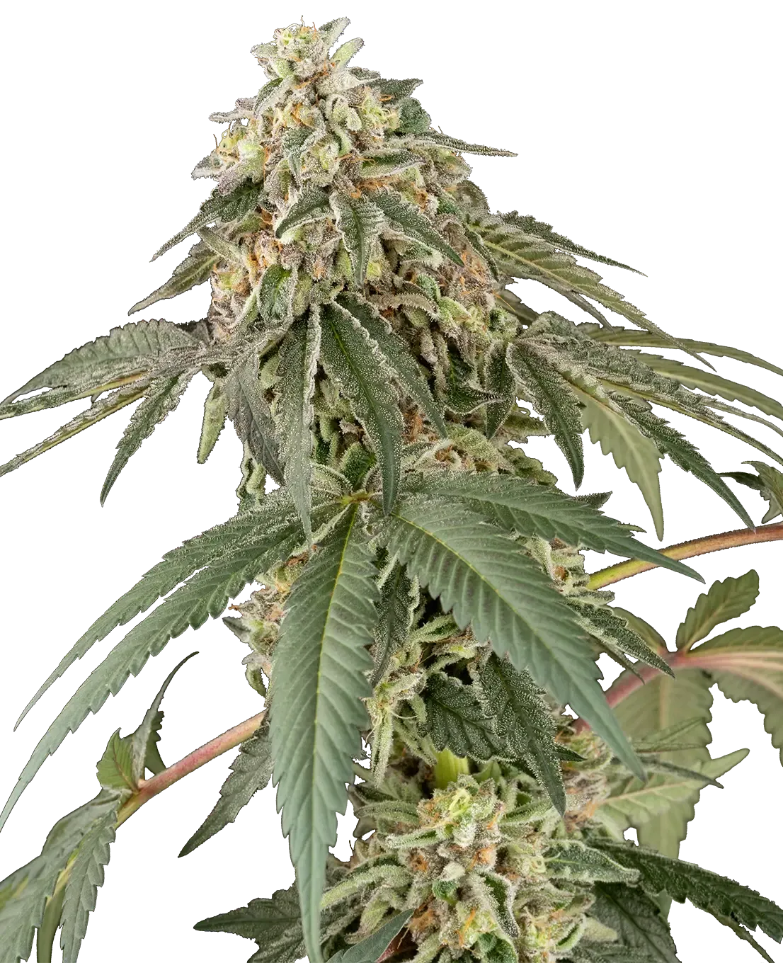 Papaya Roll Pflanze Papaya Roll Cannabispflanze in der Blüte vor schwarzem Hintergrund