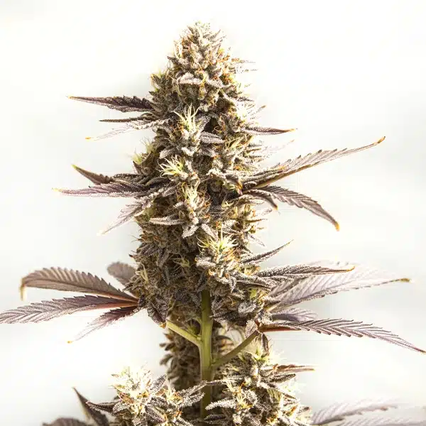 Whiskey Zulu Autoflower Pflanze Freigestellte Whiskey Zulu Autoflower Pflanze mit rötlichen Blättern