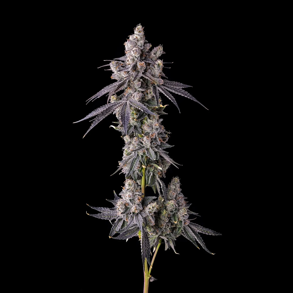 Mora Azul | Feminisierte Hanfsamen von Compound Genetics | 7 Samen