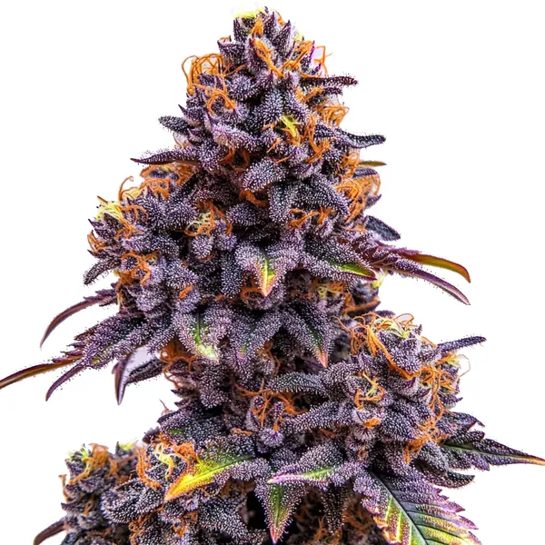 Forbidden Fruit Auto Pflanze Freigestellte Forbidden Fruit Auto Pflanze mit violetten Buds