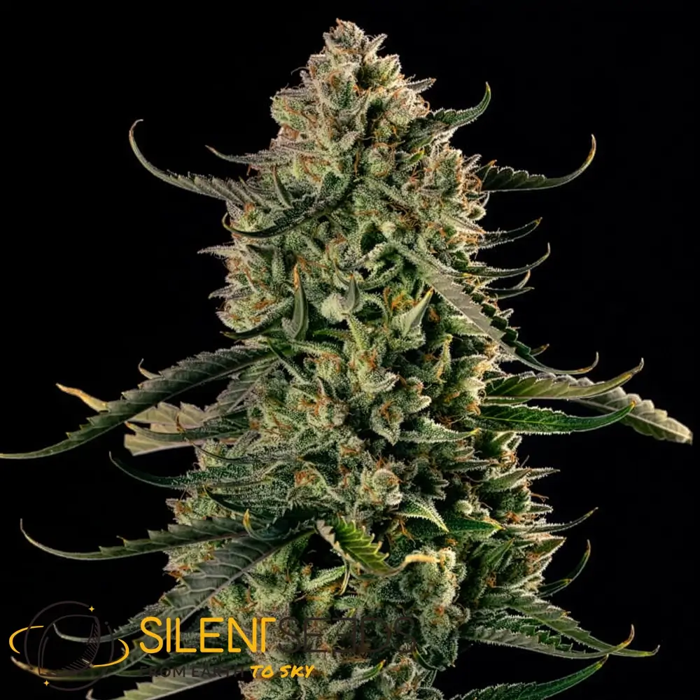 MAC Dawg XXL Auto | Autoflowering Cannabissamen von Silent Seeds | 3 Samen MAC Dawg XXL Auto | Autoflowering Cannabissamen von Silent Seeds | 3 Samen