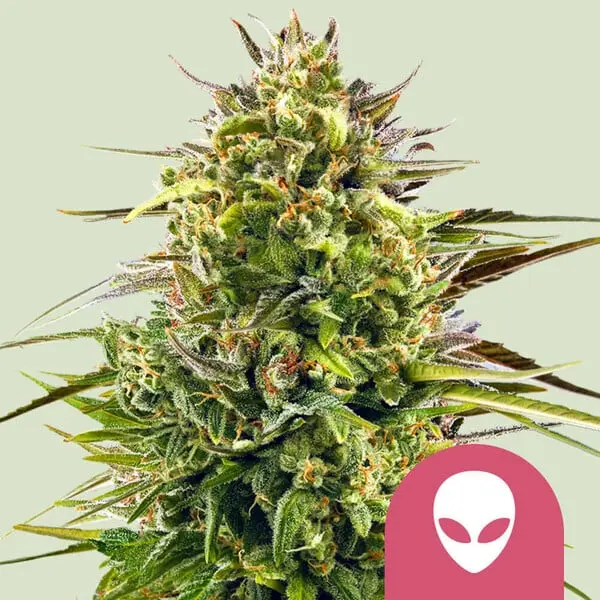 Alien OG | Feminisierte Hanfsamen von Royal Queen Seeds | 3 Samen