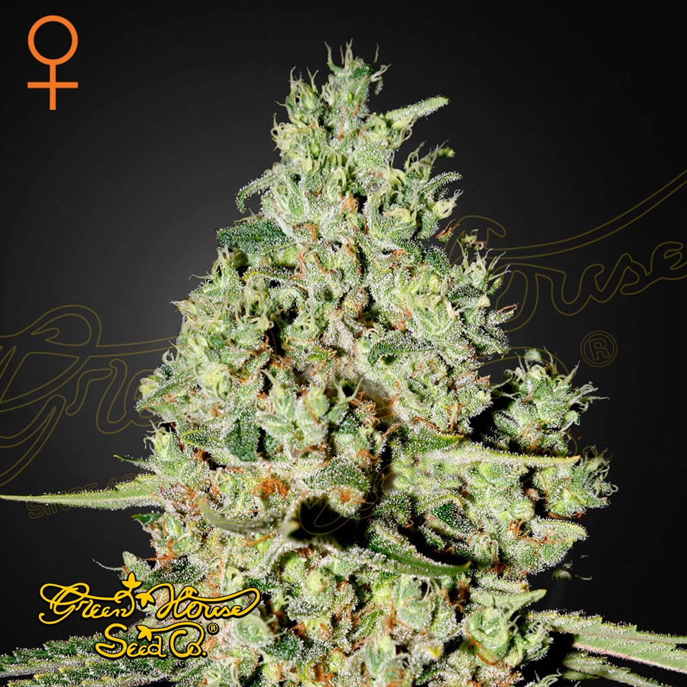Super Critical | Feminisierte Hanfsamen von Green House Seeds | 3 Samen