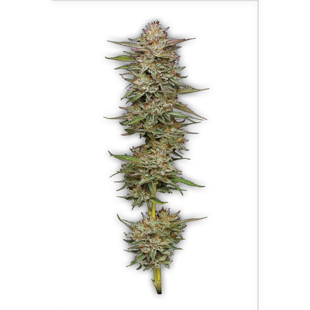 Banana OG | Feminisierte Cannabissamen von Humboldt Seed