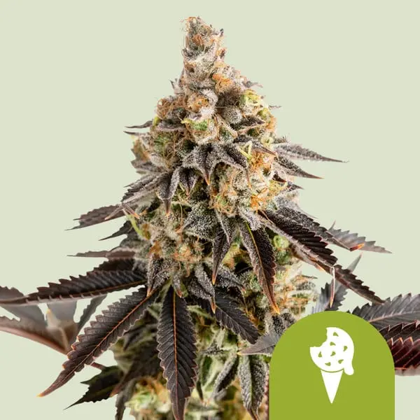 Cookies Gelato Auto | Autoflowering Cannabissamen von Royal Queen Seeds | 3 Samen Cookies Gelato Auto | Autoflowering Cannabissamen von Royal Queen Seeds | 3 Samen