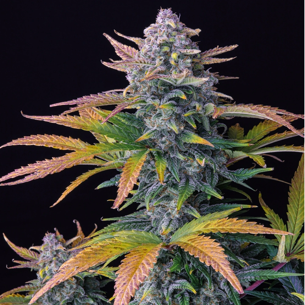 Tropicana Cookies Auto | Autoflowering Hanfsamen von Fast Buds