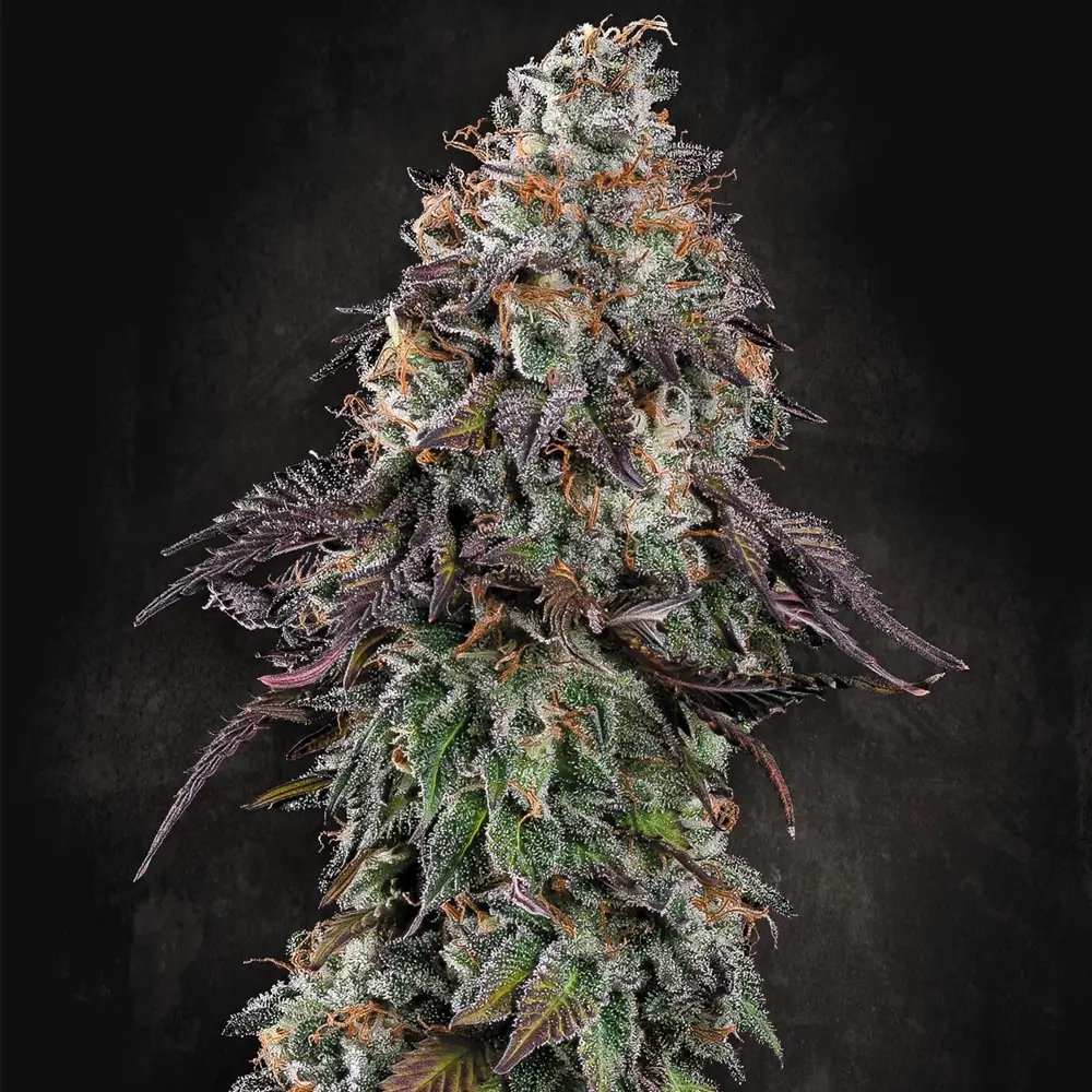 White Noise | Feminisierte Cannabissamen von Paradise Seeds | 3 Samen
