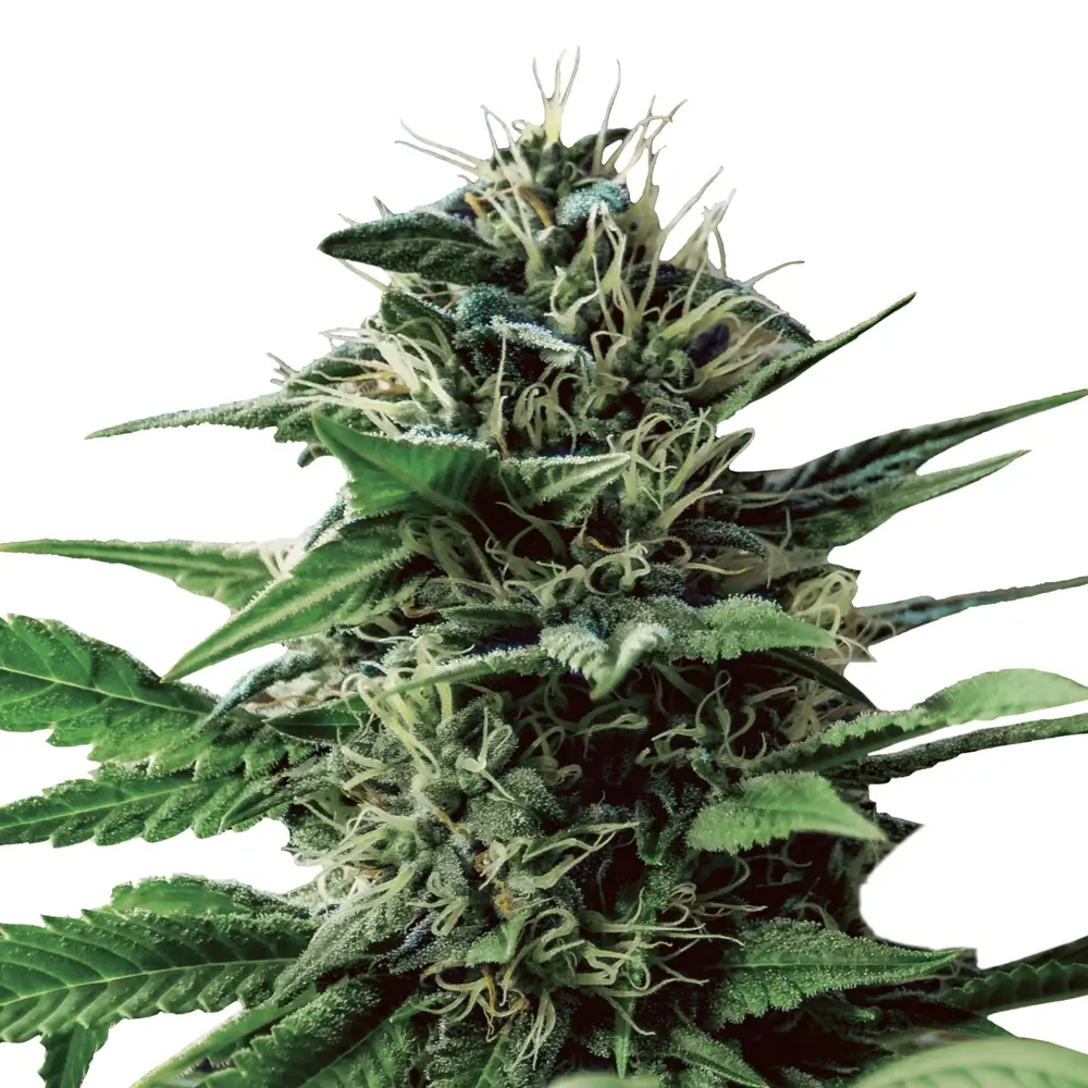Tatanka Pure CBD Pflanze Freigestellte Tatanka Pure CBD Pflanze mit dichtem, grünem Blütenstand