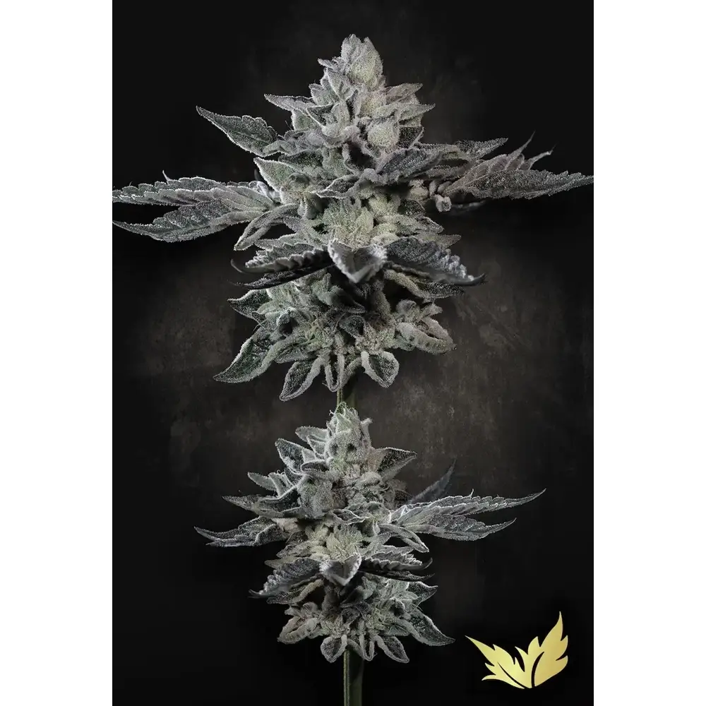 G-Force | Feminisierte Hanfsamen von Paradise Seeds | 5 Samen