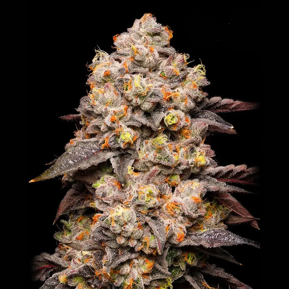 Dried Fruit | Feminisierte Hanfsamen von Cookies Seed Bank | 3 Samen Dried Fruit | Feminisierte Hanfsamen von Cookies Seed Bank | 3 Samen