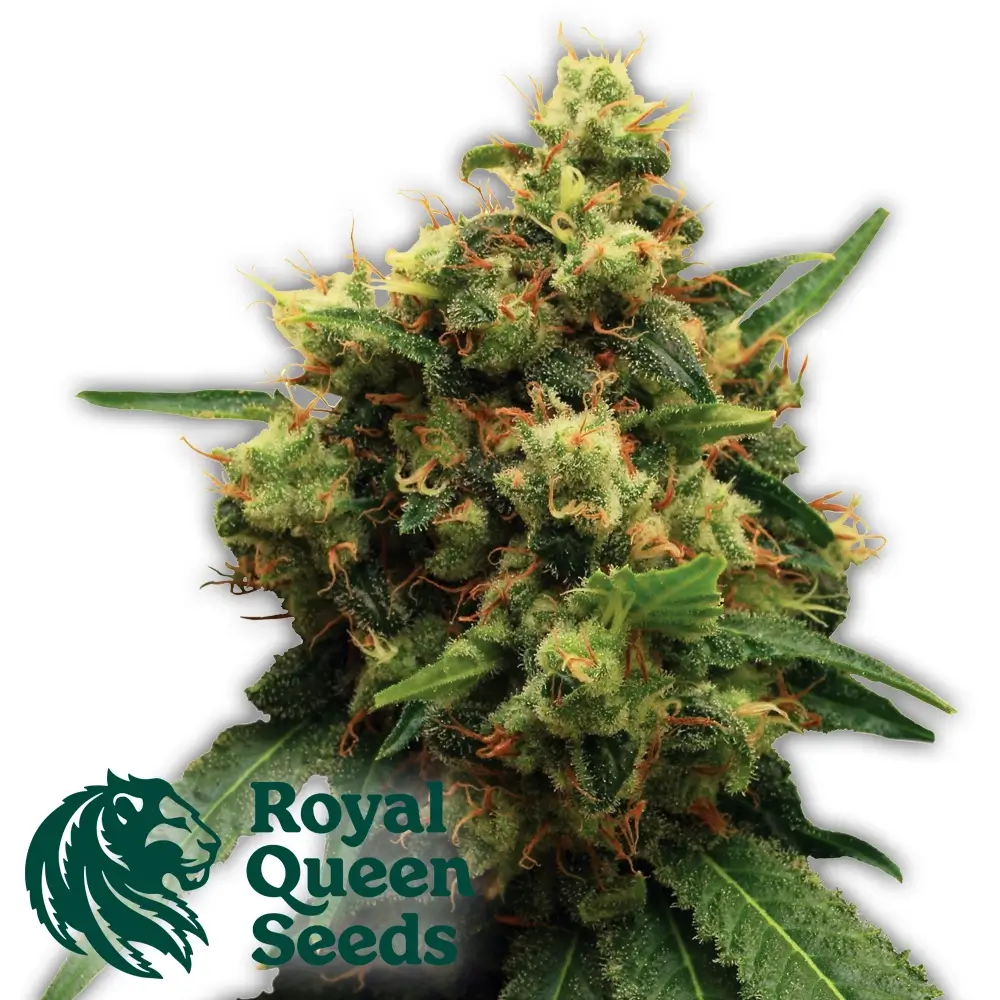 Painkiller XL | Feminisierte Hanfsamen von Royal Queen Seeds | 3 Samen