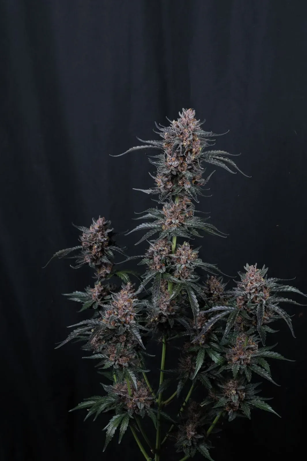 Mango Cherry Runtz Auto Wuchs Mango Cherry Runtz Auto Pflanze mit mehreren Seitentrieben