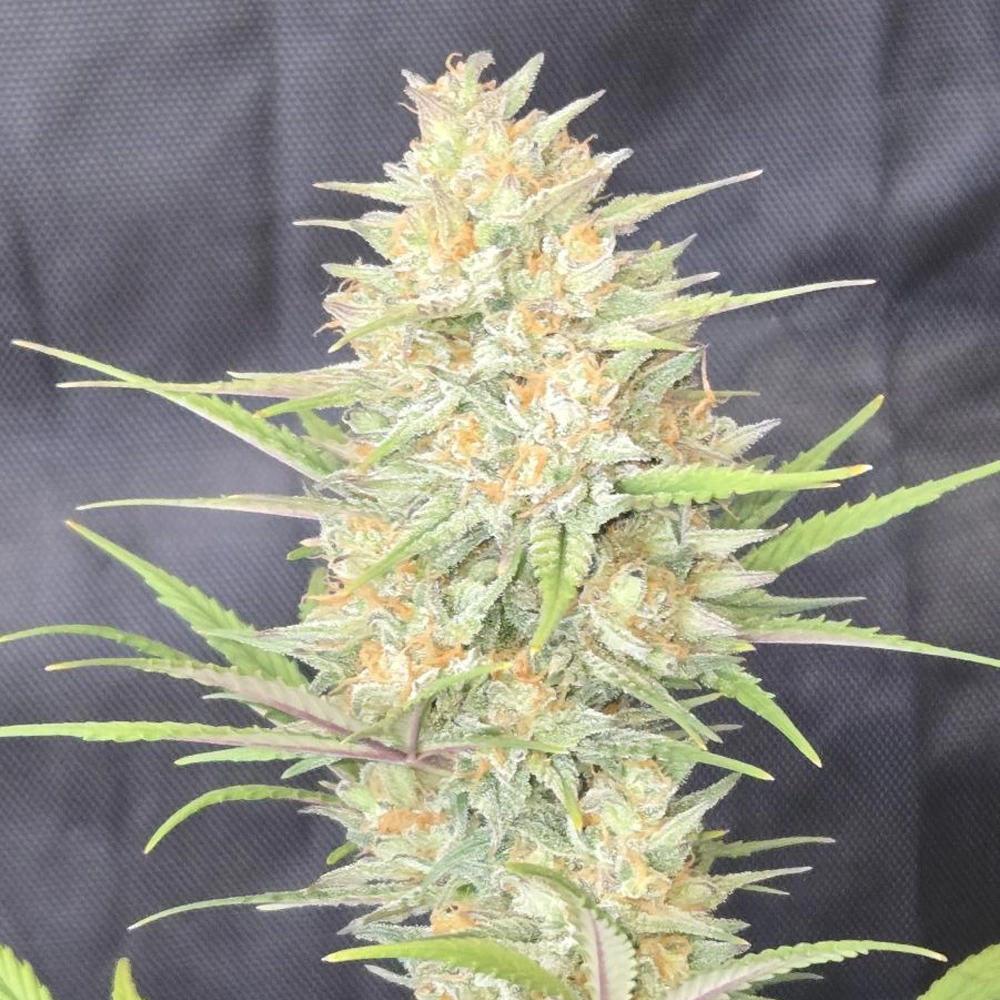 Z-Up Auto | Autoflowering Hanfsamen von Fast Buds