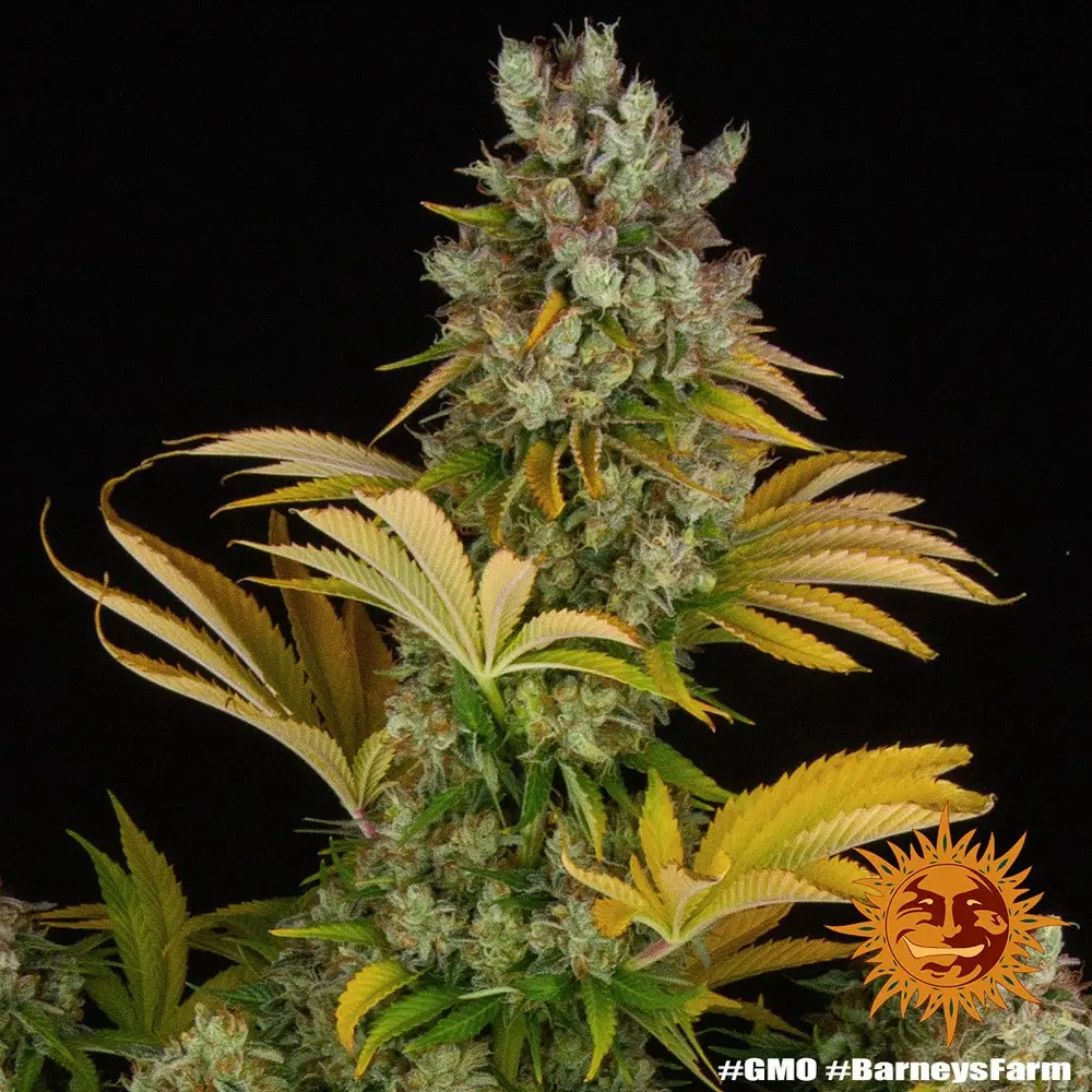 GMO Pflanze GMO Cannabispflanze mit gelb gefärbten Blättern