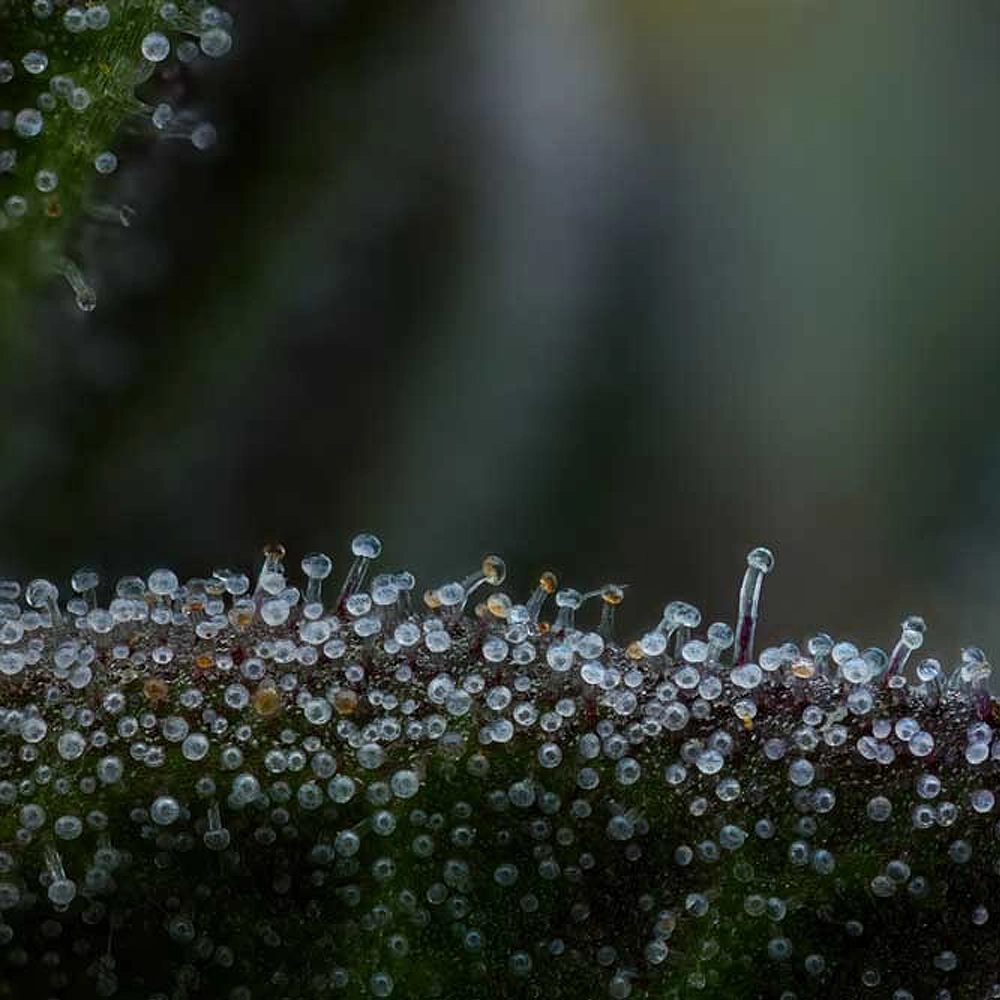 All Gas OG Auto | Autoflowering Hanfsamen von Humboldt Seed