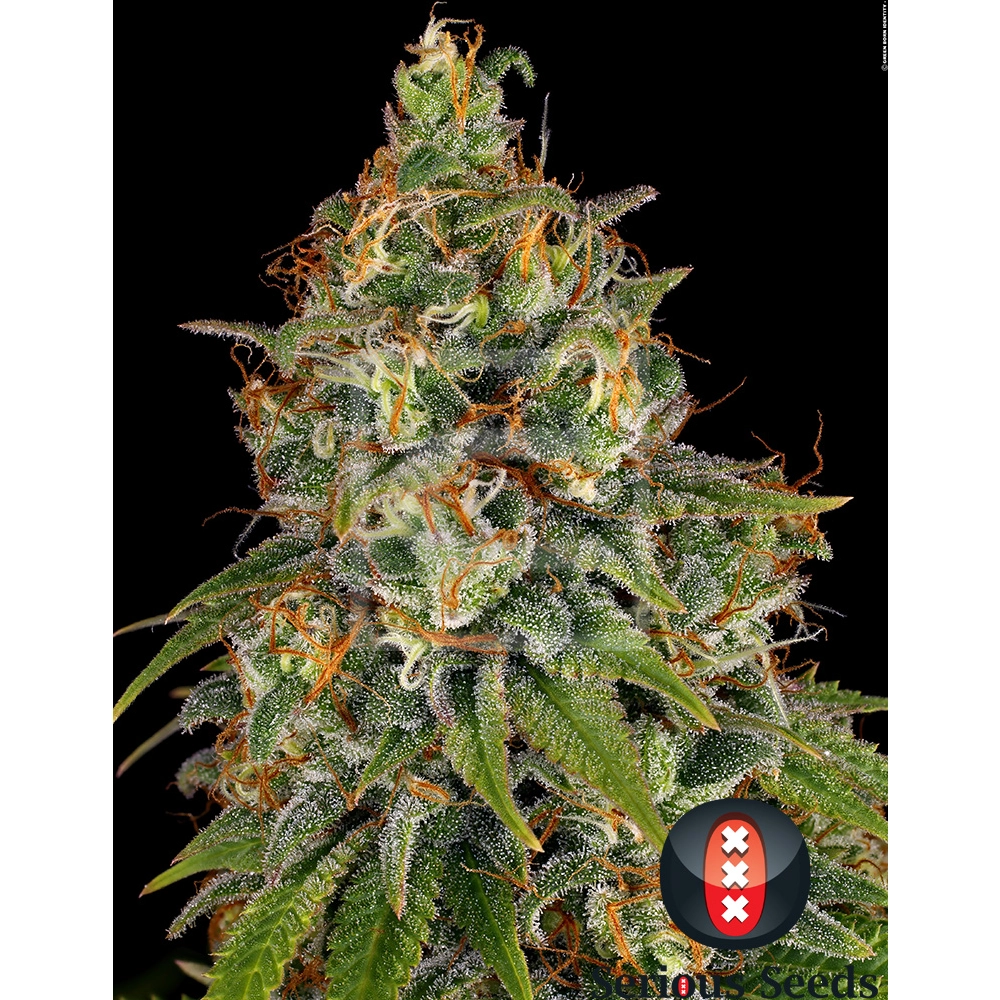 Strawberry AK Blütentrieb Strawberry AK Blütentrieb mit orangefarbenen Blütenblättern