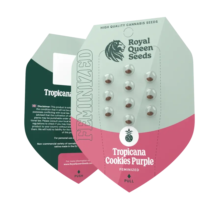 Tropicana Cookies Purple | Feminisierte Hanfsamen von Royal Queen Seeds