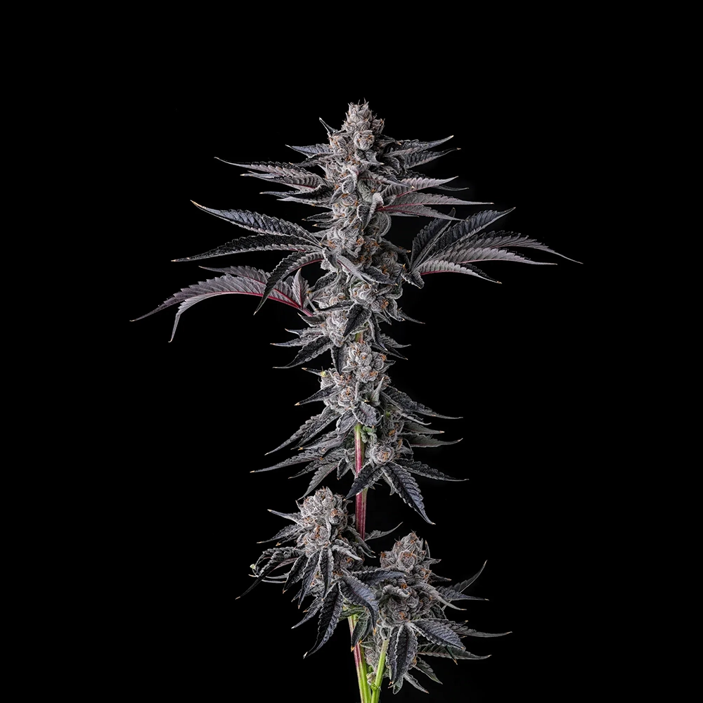 New Money | Feminisierte Hanfsamen von Compound Genetics | 7 Samen New Money | Feminisierte Hanfsamen von Compound Genetics | 7 Samen