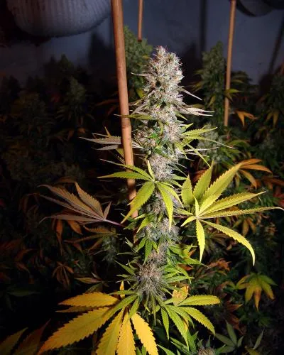 Lavender #1 | Feminisierte Cannabissamen von Soma Seeds | 3 Samen
