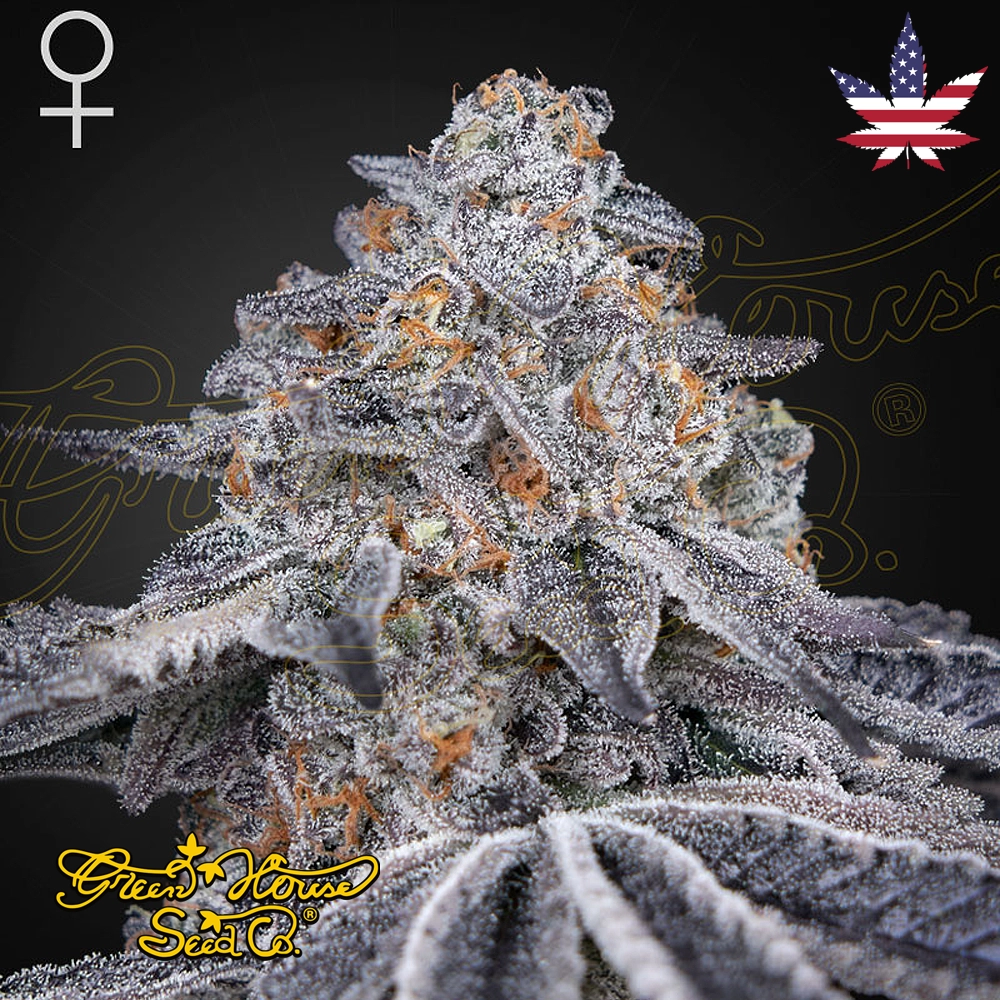 Velvet Moon | Feminisierte Hanfsamen von Green House Seeds