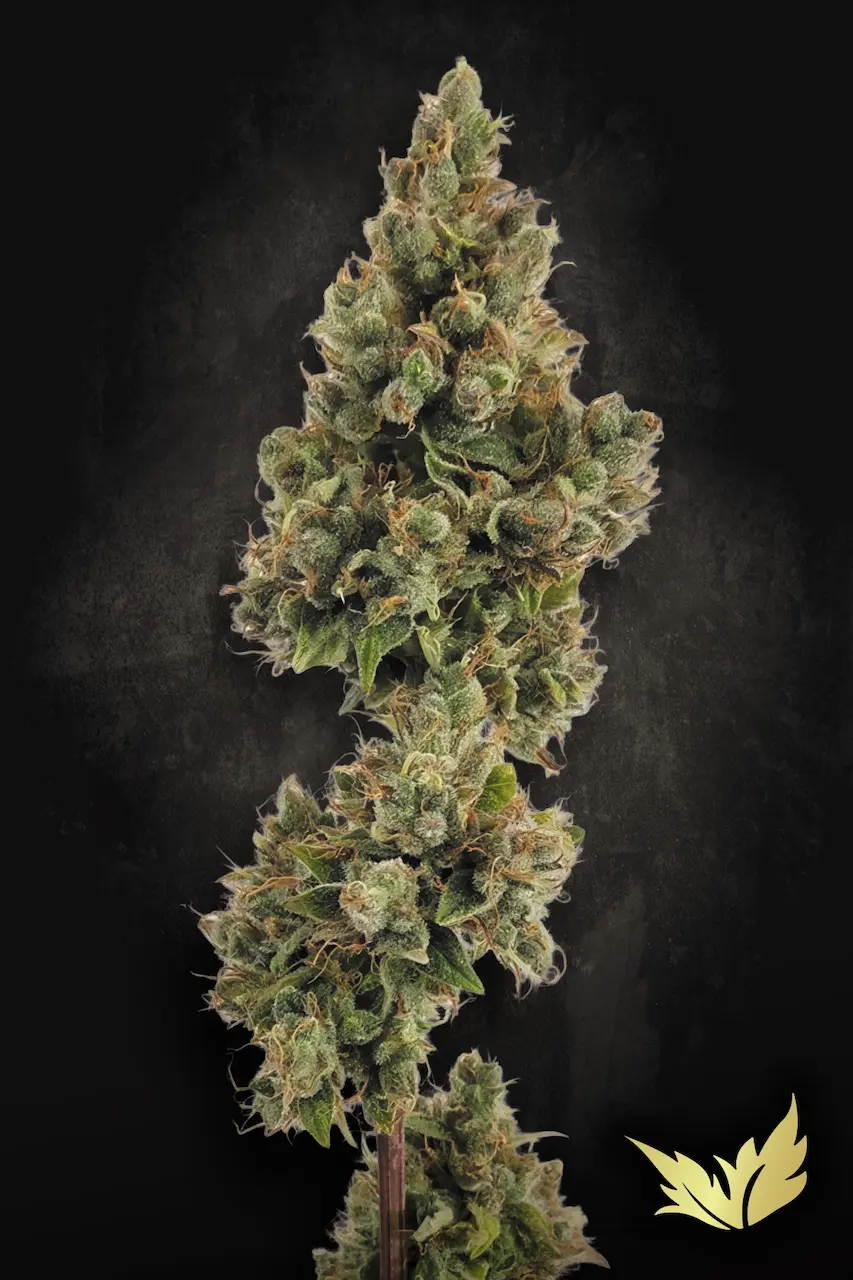 AutoAuto Jack | Autoflowering Hanfsamen von Paradise Seeds Jack Cannabis Samen