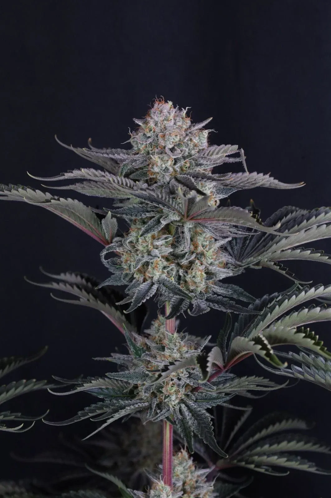 Mendo Frost Auto Haupttrieb Mendo Frost Auto Haupttrieb mit dichten Blüten