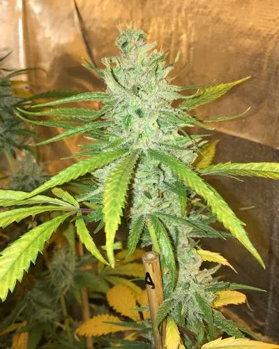 Amnesia Haze | Feminisierte Hanfsamen von Soma Seeds | 3 Samen