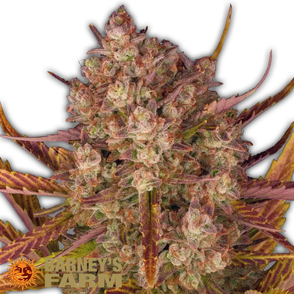 Dos Si Dos Auto | Autoflowering Cannabissamen von Barney's Farm