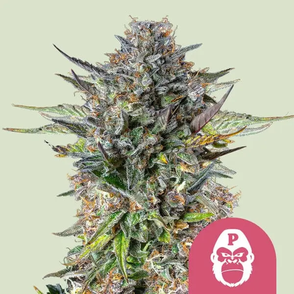 Pink Gorilla | Feminisierte Cannabissamen von Royal Queen Seeds | 3 Samen Pink Gorilla | Feminisierte Cannabissamen von Royal Queen Seeds