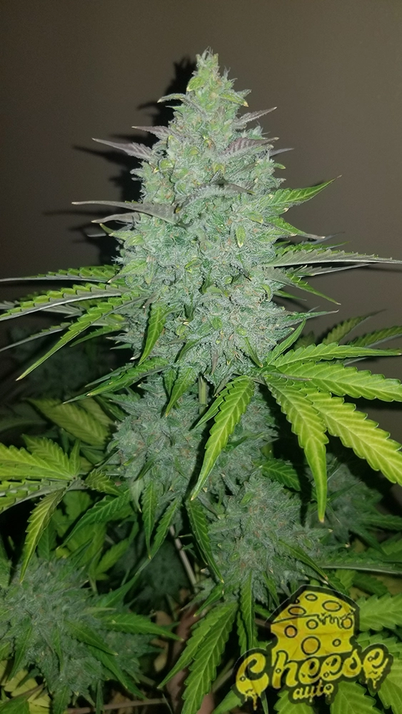 Original Cheese Auto | Autoflowering Hanfsamen von Fast Buds | 3 Samen Original Cheese Auto | Autoflowering Hanfsamen von Fast Buds | 3 Samen
