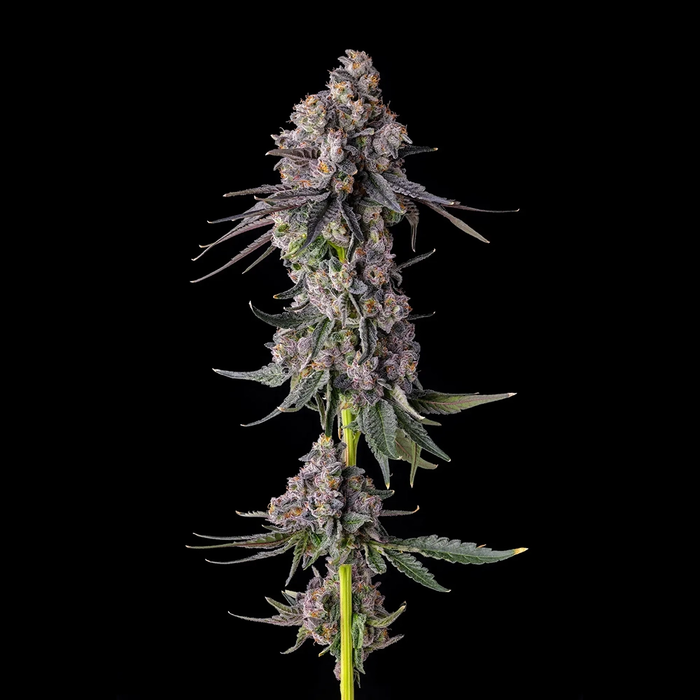 Rainbow Guave | Feminisierte Cannabissamen von Compound Genetics | 7 Samen