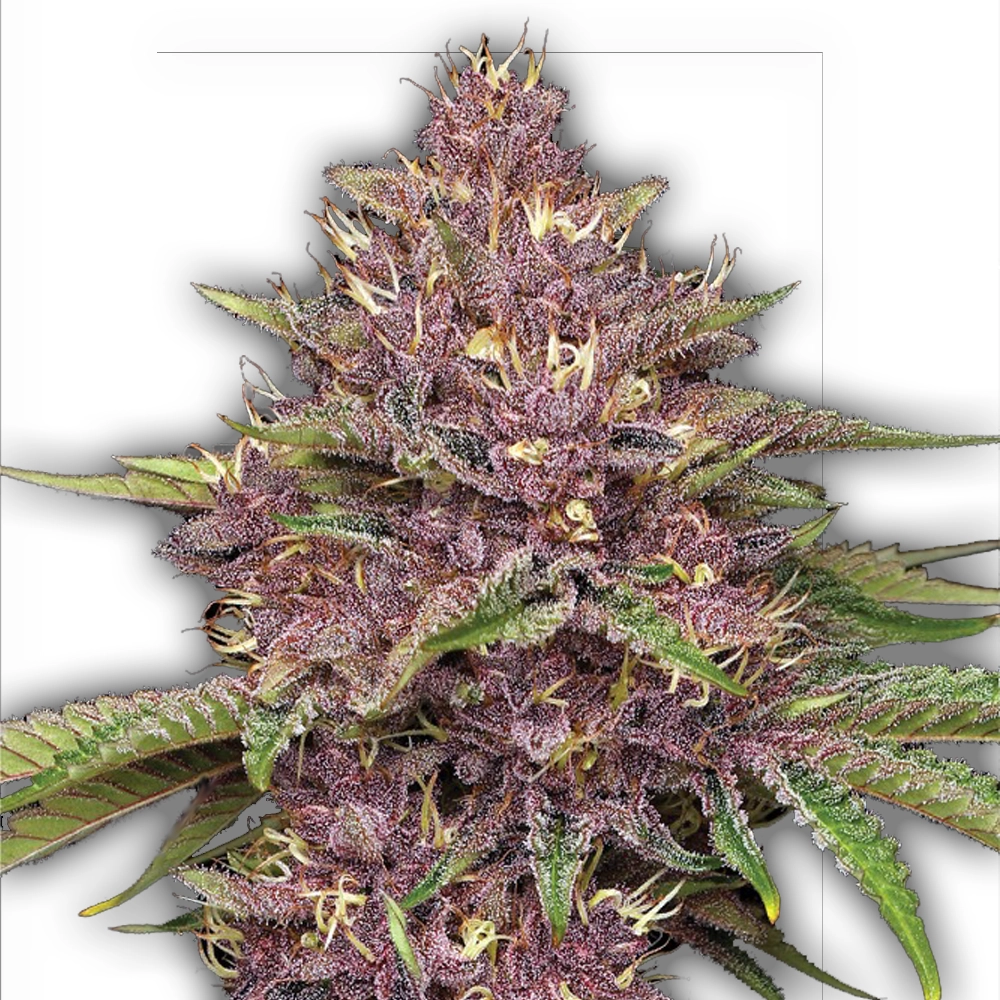Purpz | Feminisierte Hanfsamen von Humboldt Seed