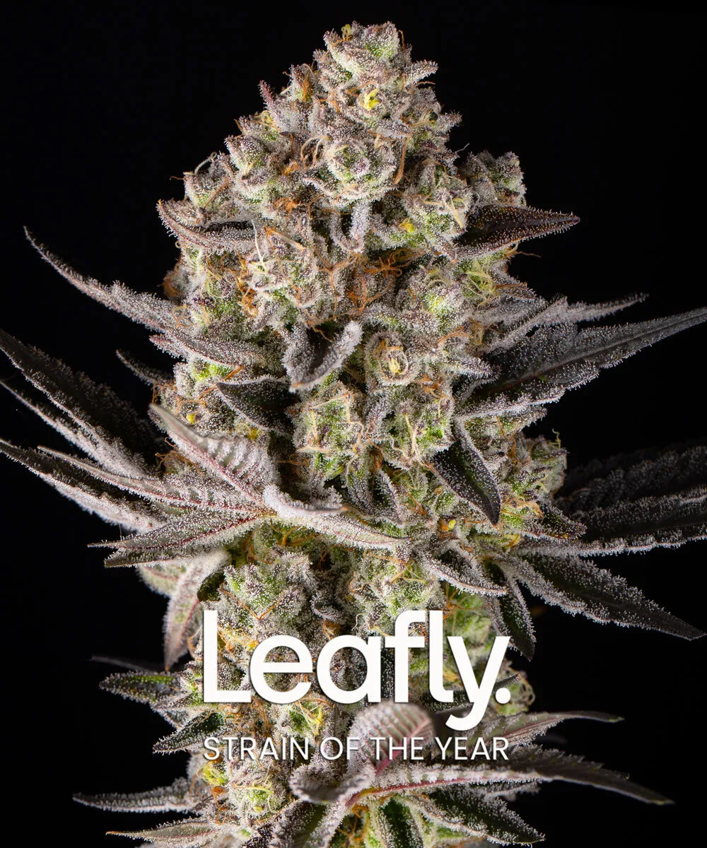 Super Boof Blütentrieb Harziger Super Boof Blütentrieb mit Leafly-Auszeichnung Strain of the Year