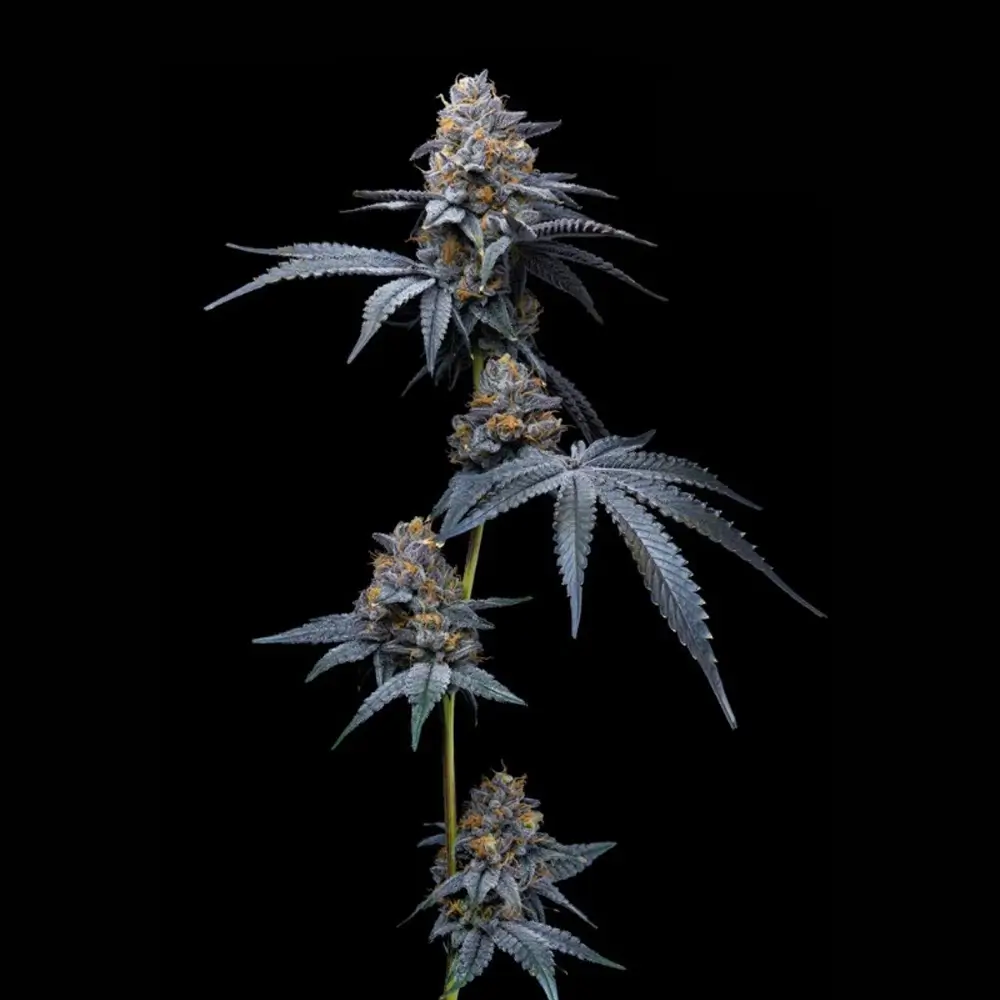 Trop Cookies x Hollywood Pflanze Trop Cookies x Hollywood Cannabispflanze mit mehreren Blütentrieben