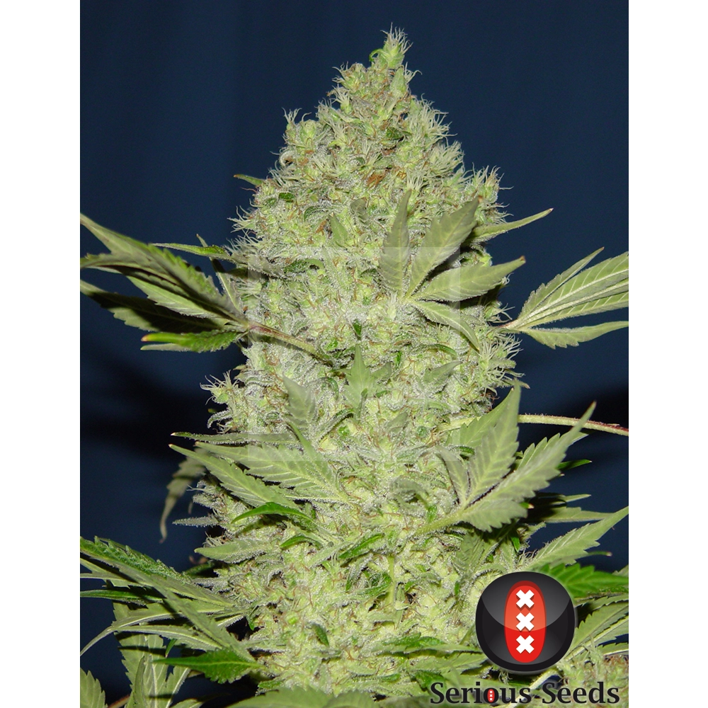 Chronic Pflanze Chronic Cannabispflanze mit langem, hellem Blütenstand