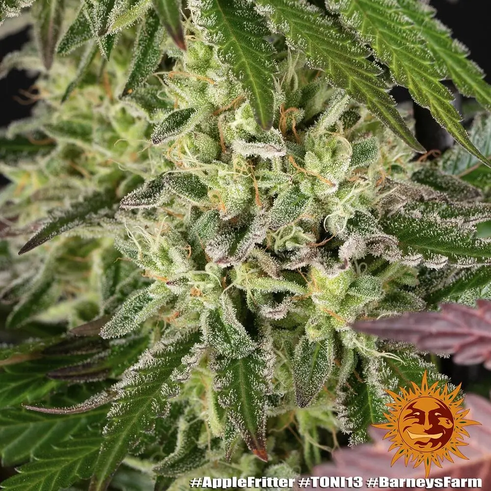 Apple Fritter Blüte Nahaufnahme einer harzigen Apple Fritter Blüte