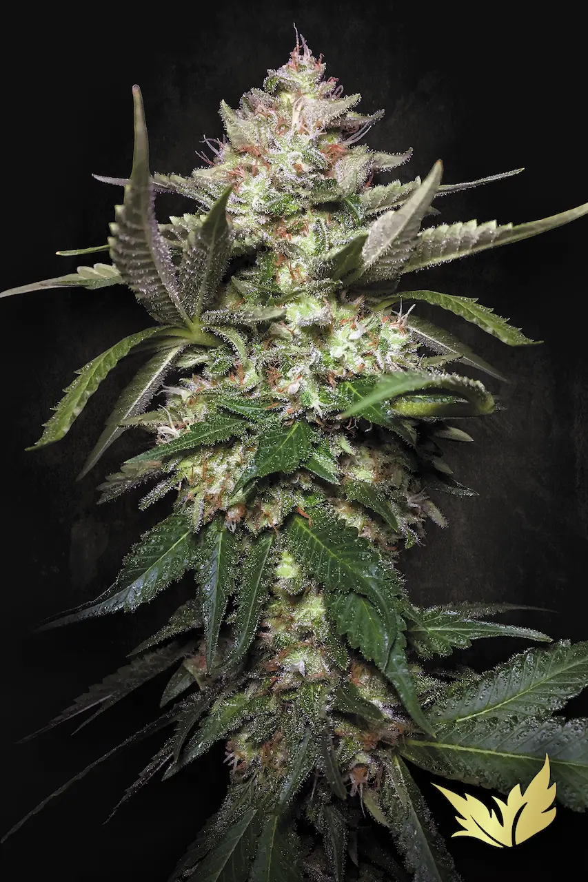 Auto Kong 4 | Autoflowering Hanfsamen von Paradise Seeds | 3 Samen Auto Kong 4 Cannabis Samen