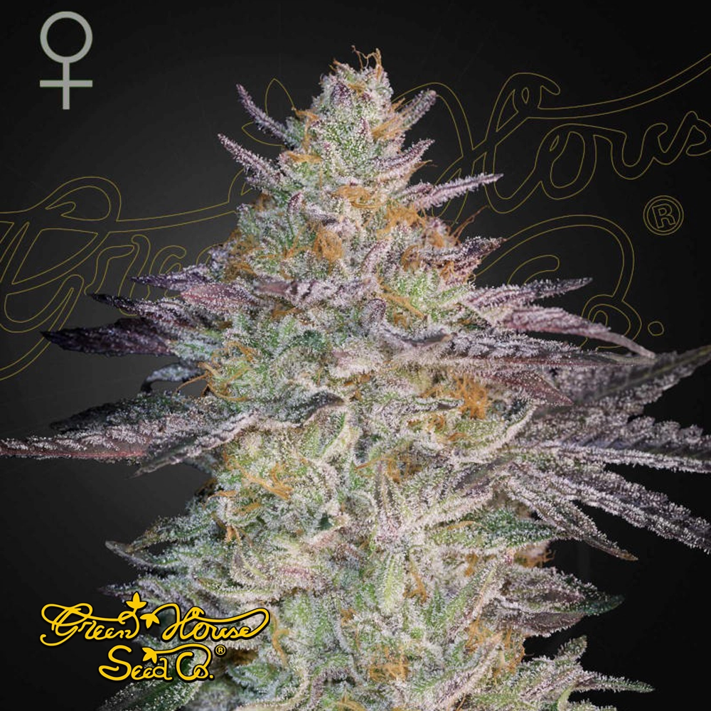 Super Lemon Haze x GMO | Feminisierte Cannabissamen von Green House Seeds