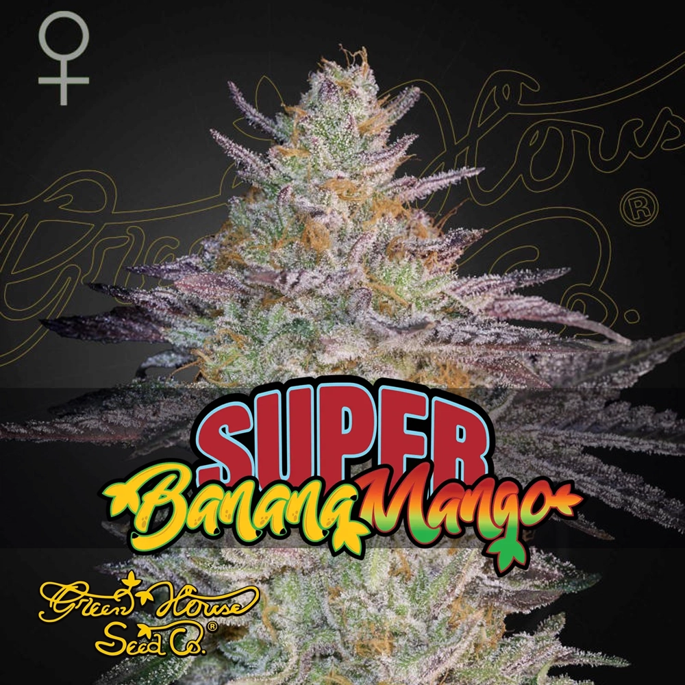Super Banana Mango | Feminisierte Cannabissamen von Green House Seeds | 3 Samen Super Lemon Haze x GMO | Feminisierte Cannabissamen von Green House Seeds
