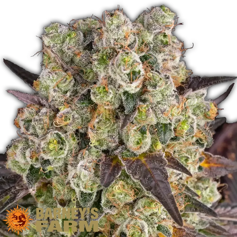 Purple Punch x Lemon Drizzle | Feminisierte Cannabissamen von Barney's Farm | 3 Samen Purple Punch x Lemon Drizzle | Feminisierte Cannabissamen von Barney's Farm