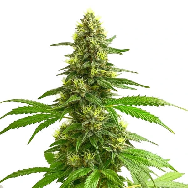 Super Lemon Haze Pflanze Freigestellte Super Lemon Haze Pflanze mit hellgrünen Blüten