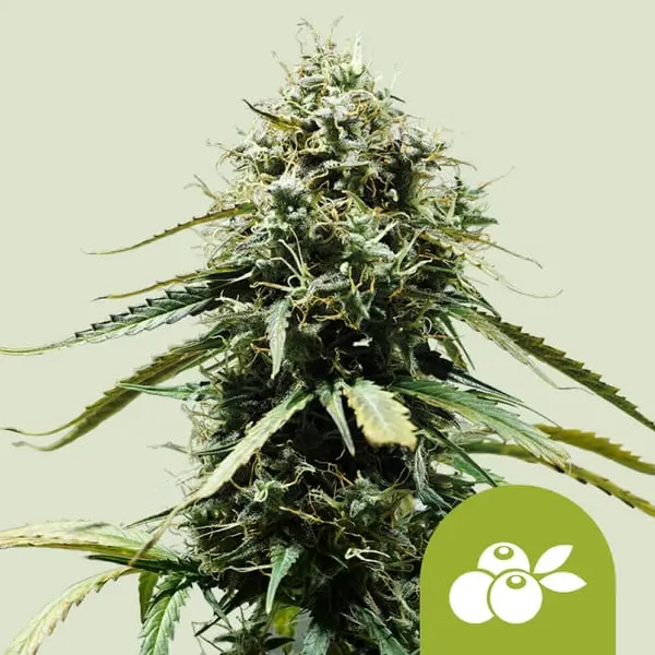 Haze Berry Auto | Autoflowering Hanfsamen von Royal Queen Seeds | 3 Samen Haze-Berry-Auto-Autoflowering-Hanfsamen-von-Royal-Queen-Seeds