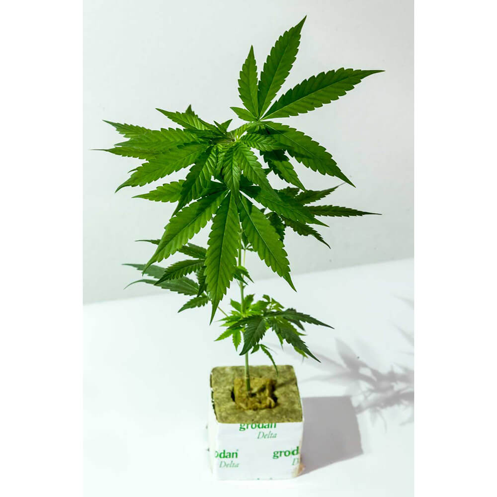 Epic Buzz | Cannabis Steckling von Anesia Seeds Stecklinge-Cap-Junky-Breeders-Cut