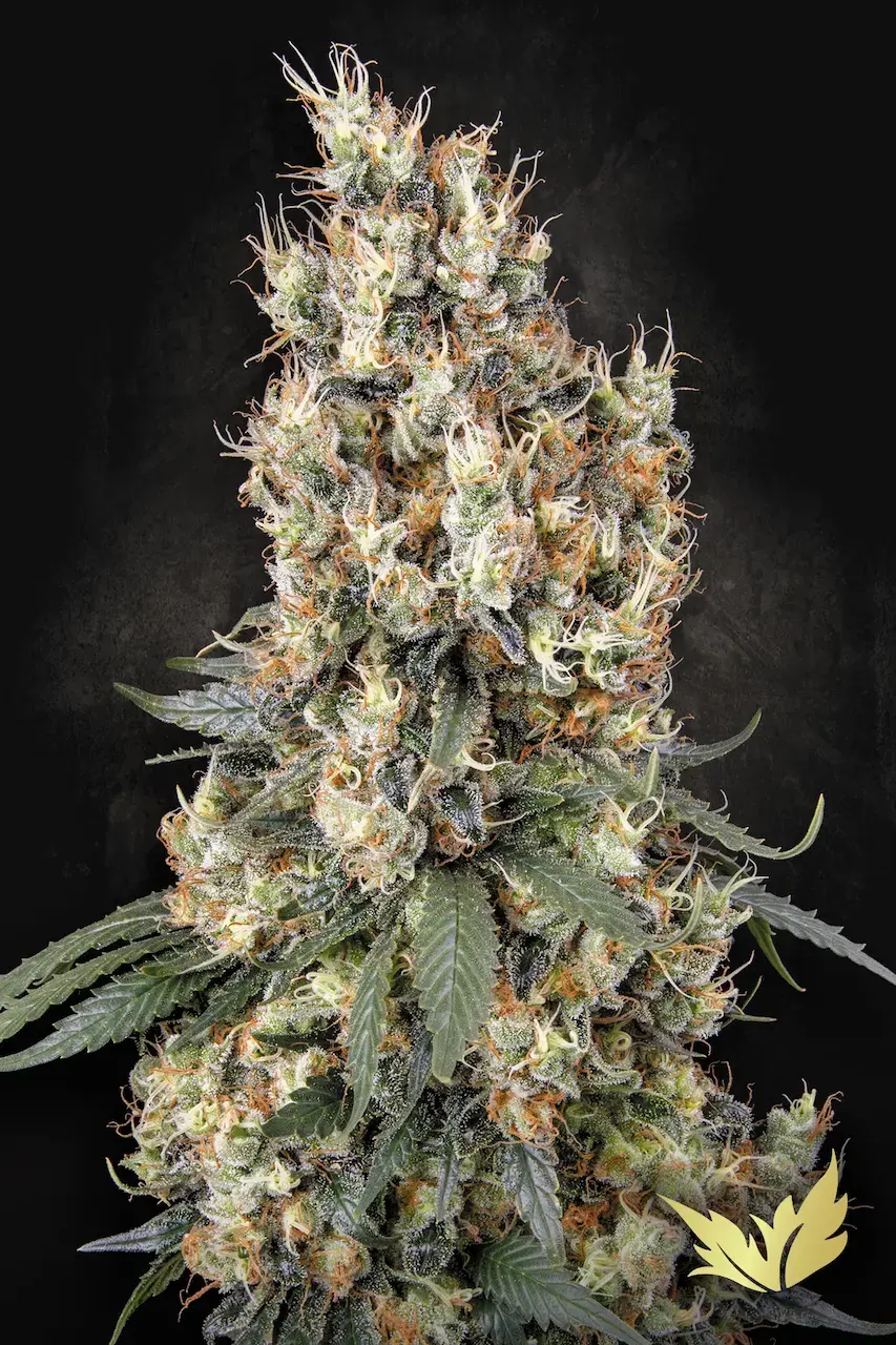 Mendocino Skunk | Feminisierte Hanfsamen von Paradise Seeds | 3 Samen