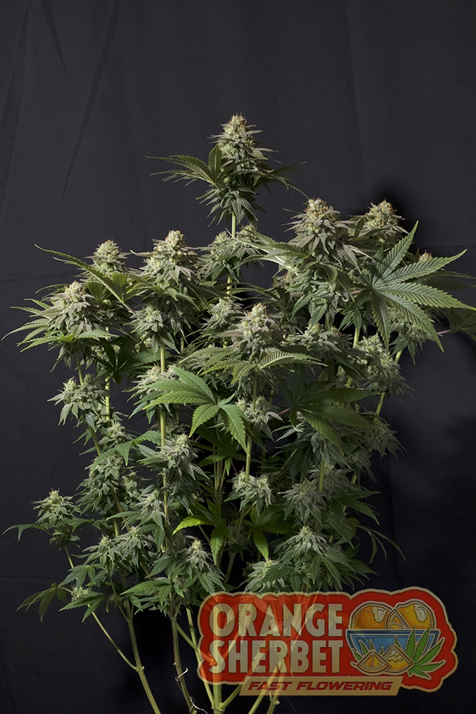 Orange Sherbet FF | Feminisierte Cannabissamen von Fast Buds | 3 Samen Orange Sherbet FF | Feminisierte Cannabissamen von Fast Buds