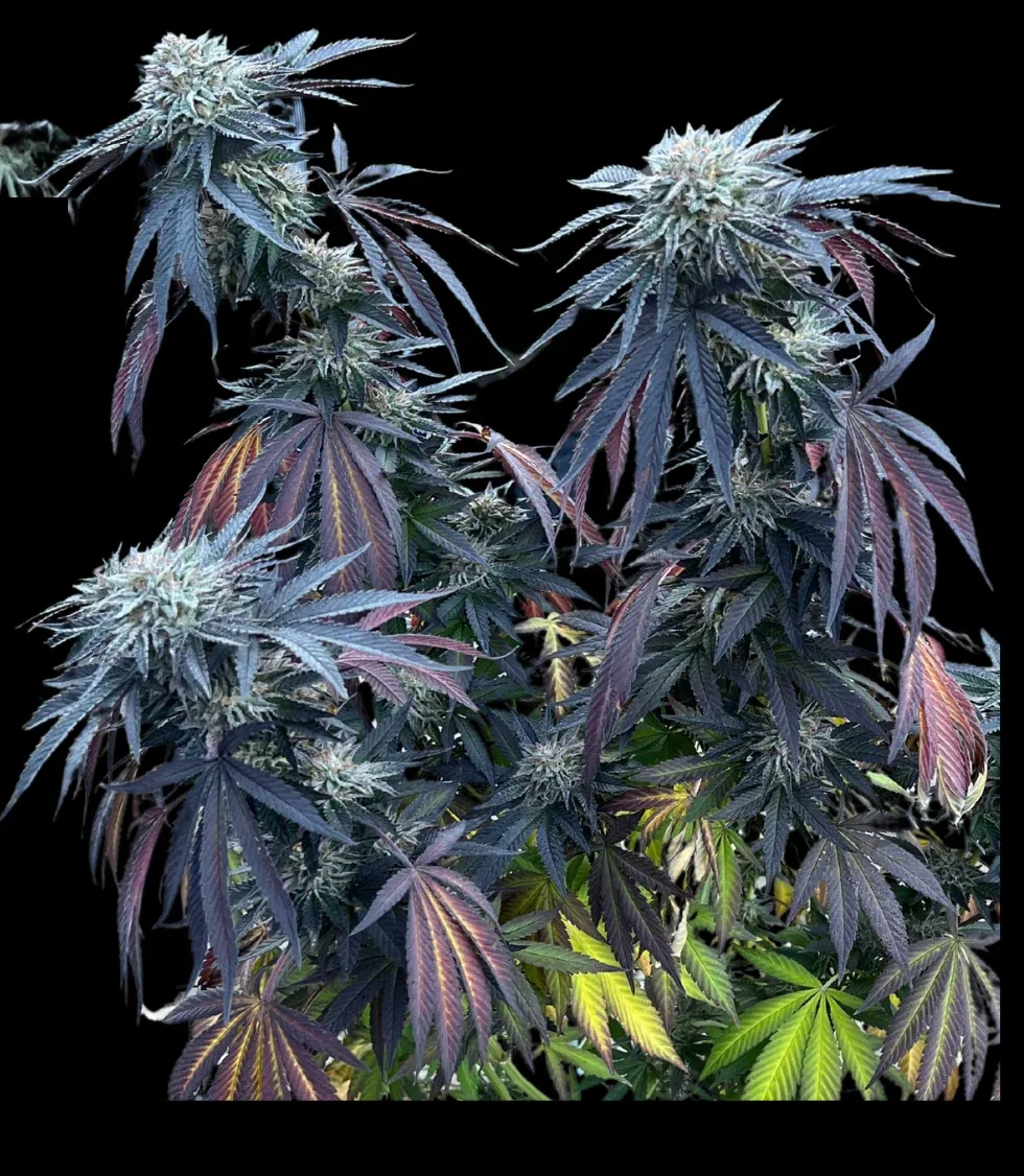 Sunset Lime | Feminisierte Cannabissamen von Umami Seeds | 6 Samen Sunset Lime | Feminisierte Cannabissamen von Umami Seeds | 6 Samen