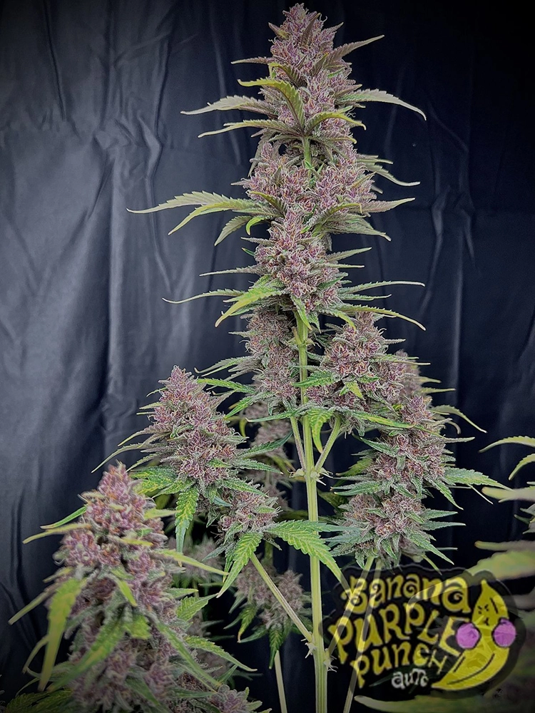 Banana Purple Punch Auto | Autoflowering Hanfsamen von Fast Buds | 3 Samen Banana Purple Punch Auto | Autoflowering Hanfsamen von Fast Buds