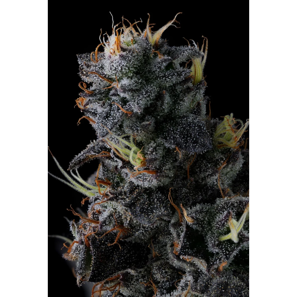 Giggin' Grapes | Feminisierte Cannabissamen von Compound Genetics