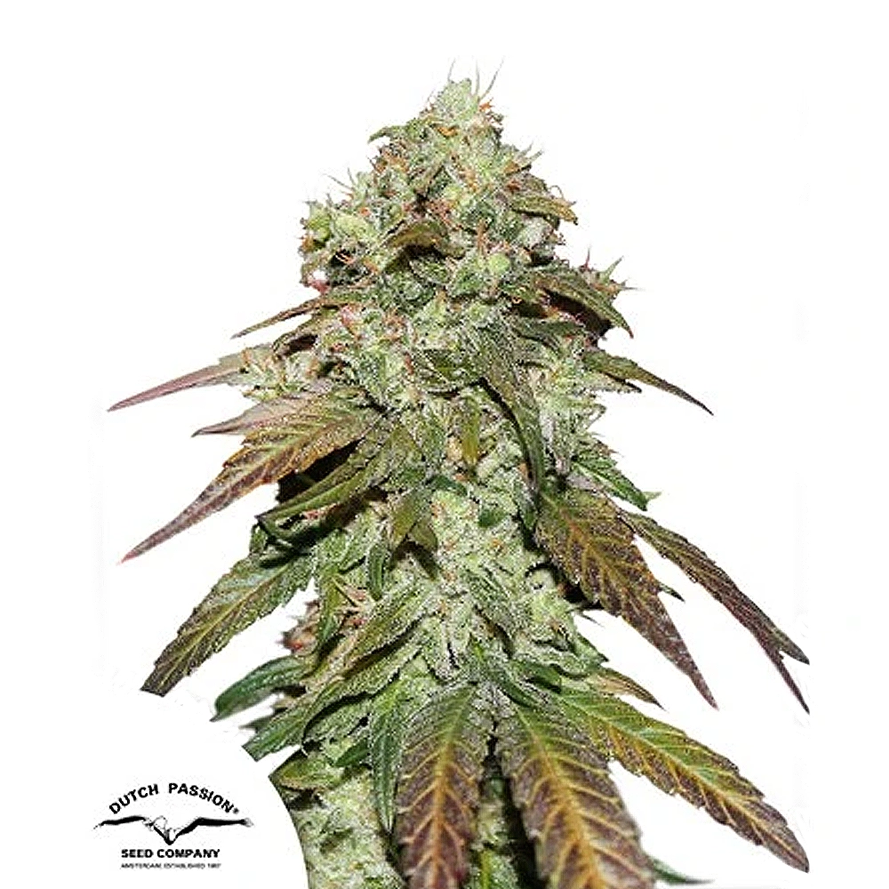 CBD Mazar | Feminisierte Hanfsamen von Dutch Passion | 3 Samen CBD Mazar | Feminisierte Hanfsamen von Dutch Passion | 3 Samen